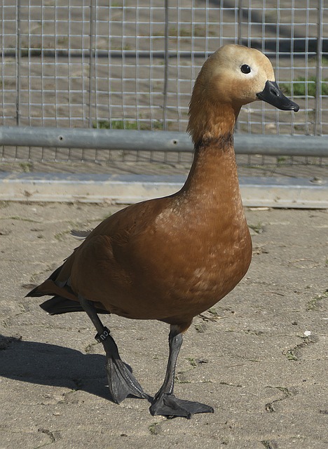 常强调