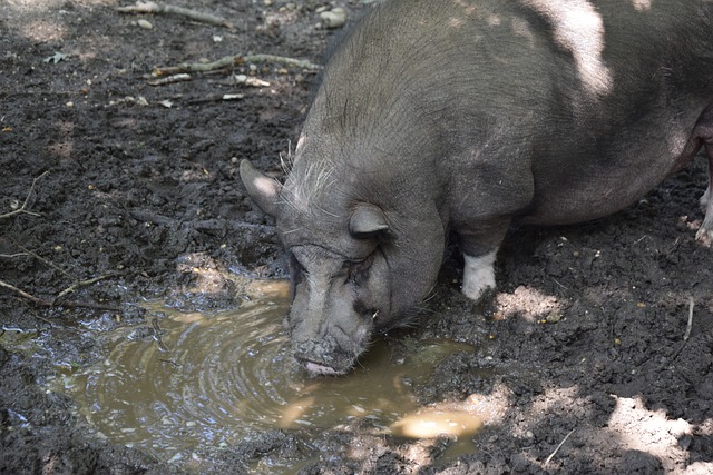 颠覆比赛节 颠覆比赛节